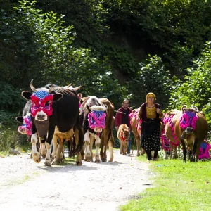 Giresun Highland Migration