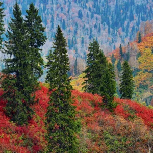 Artvin Mountains