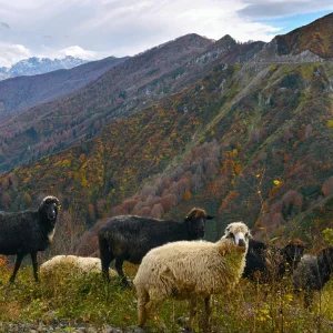 Artvin Mountains