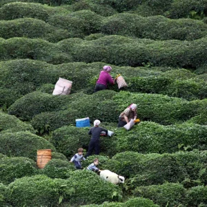 Tea Harvest in Rize