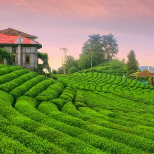 Rize Tea Fields