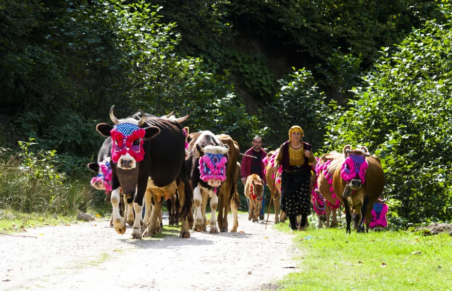 Giresun Highland Migration