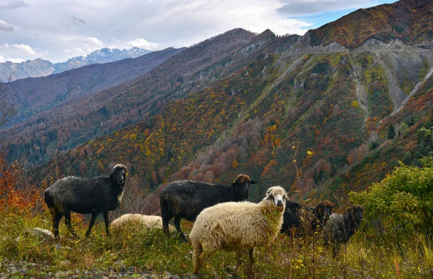 Artvin Mountains