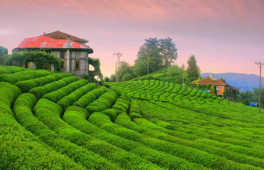 Rize Tea Gardens